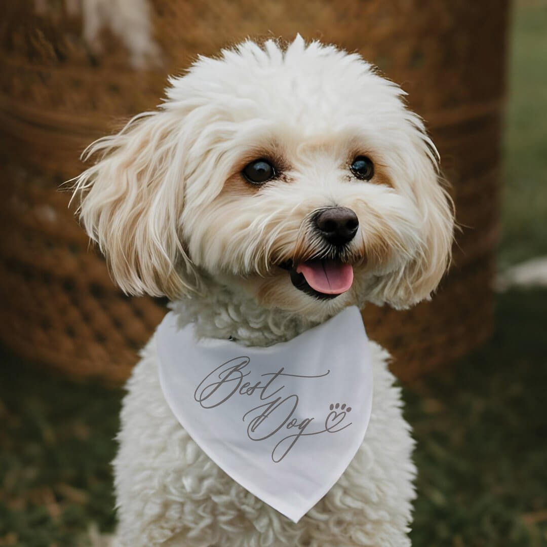 Best Dog Script Heart Paw Print Cute Pet Wedding Pet Bandana Collar