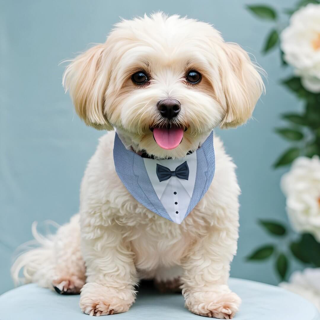 Cute Formal Pale Blue Tuxedo Bowtie Pet Wedding Pet Bandana Collar