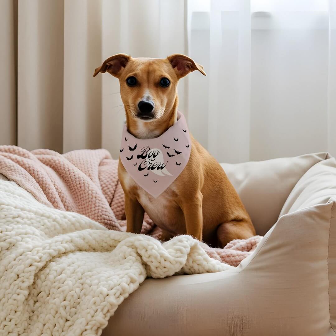 Minimal Modern Boo Crew Fun Halloween Ghost & Bats Pet Bandana Collar